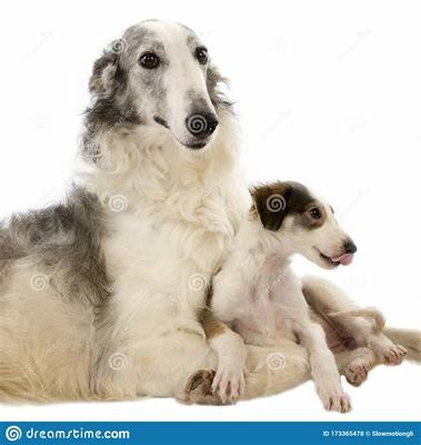 聯(lián)盟契約(手?jǐn)]無限代幣)加盟費的成功案例分享